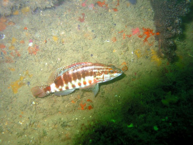 Serranus psittacinus Valenciennes, 1846